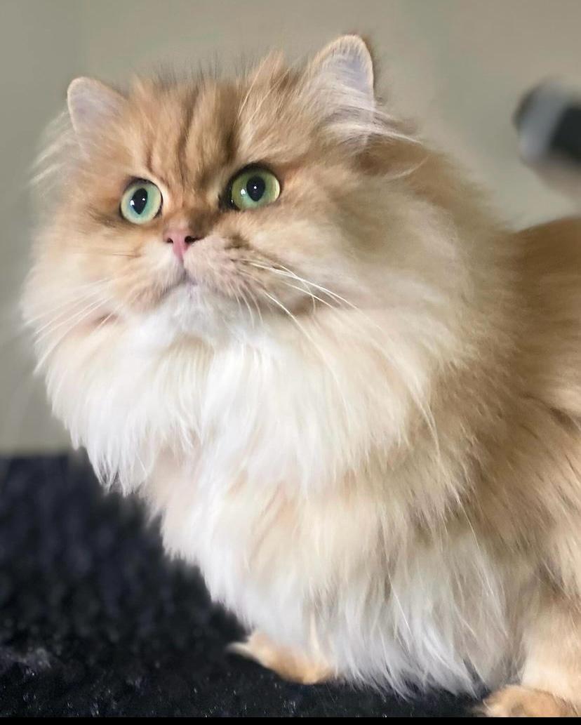 CH. INSTASAMKA SWEET EDEM